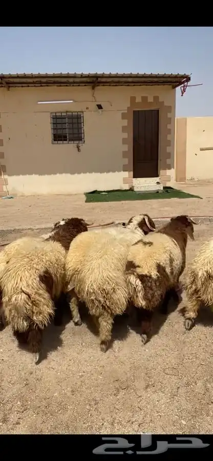 جذعان نعيم جبره فل ظهروطرف وشعره عمارها من 8 شهور وفوق 5