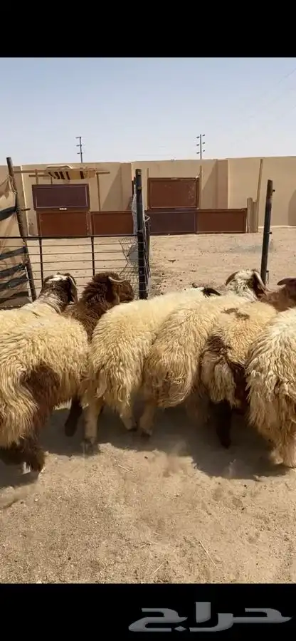 جذعان نعيم جبره فل ظهروطرف وشعره عمارها من 8 شهور وفوق 4