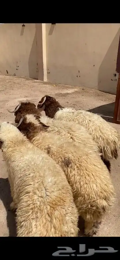 جذعان نعيم جبره فل ظهروطرف وشعره عمارها من 8 شهور وفوق 1
