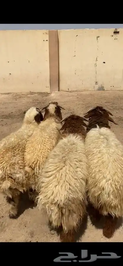 جذعان نعيم جبره فل ظهروطرف وشعره عمارها من 8 شهور وفوق 0