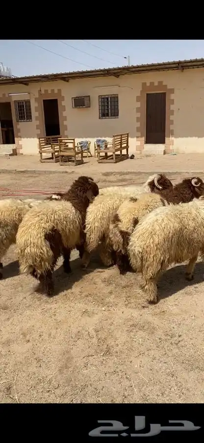 جذعان نعيم جبره فل ظهروطرف وشعره عمارها من 8 شهور وفوق 3