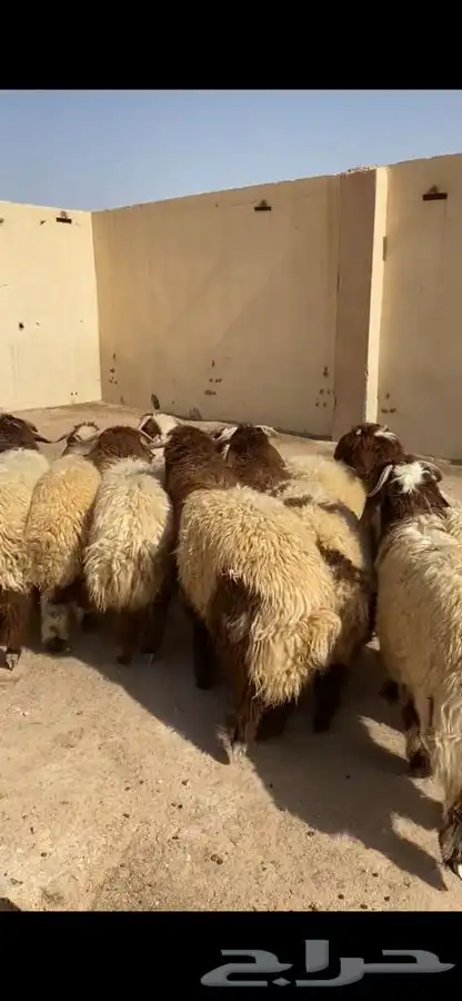 جذعان نعيم جبره فل ظهروطرف وشعره عمارها من 8 شهور وفوق 9
