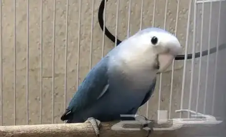 زوج روز 0