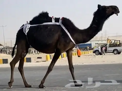 لقحه مجهم طيبه وسليمه شروط 0