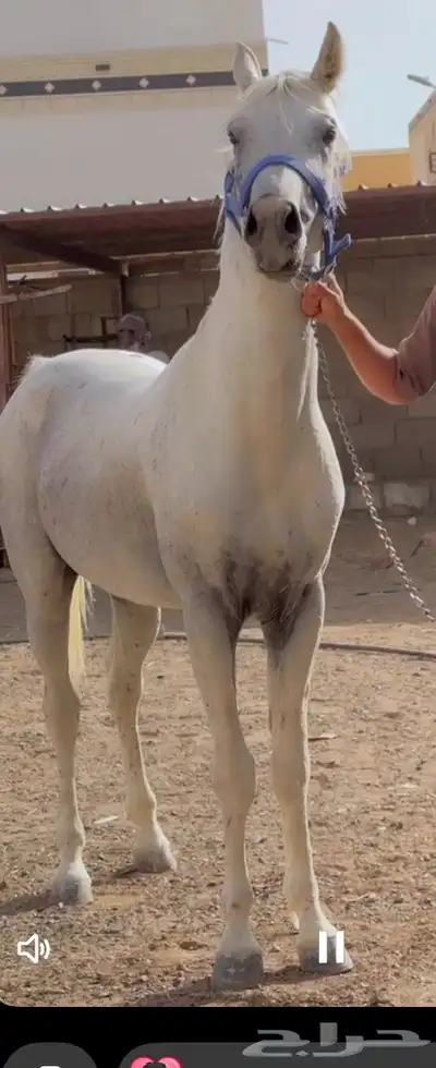 حصان جمال كفو مشروط من كل شي 2