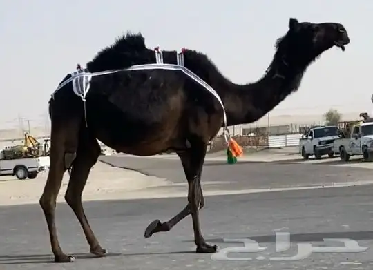 لقحه مجهم طيبه وسليمه شروط 1