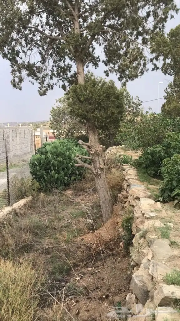 مزرعه في الشفا منطقه منتجعات 15