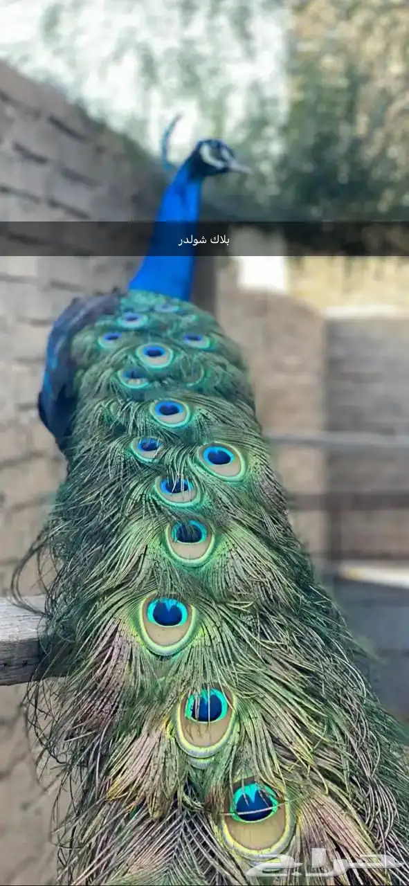 فروخ طاووس 7