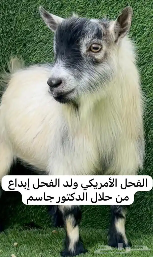 ماعز قزم 1
