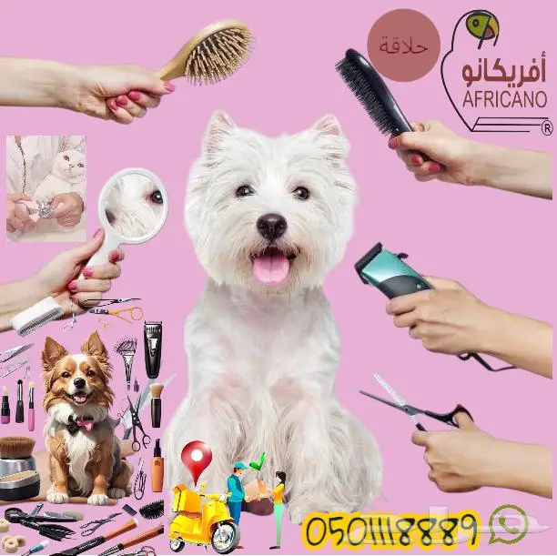 عروض الصيف لدينا لهواة القطط الاليفة موجودة بغابة افريقيا 0