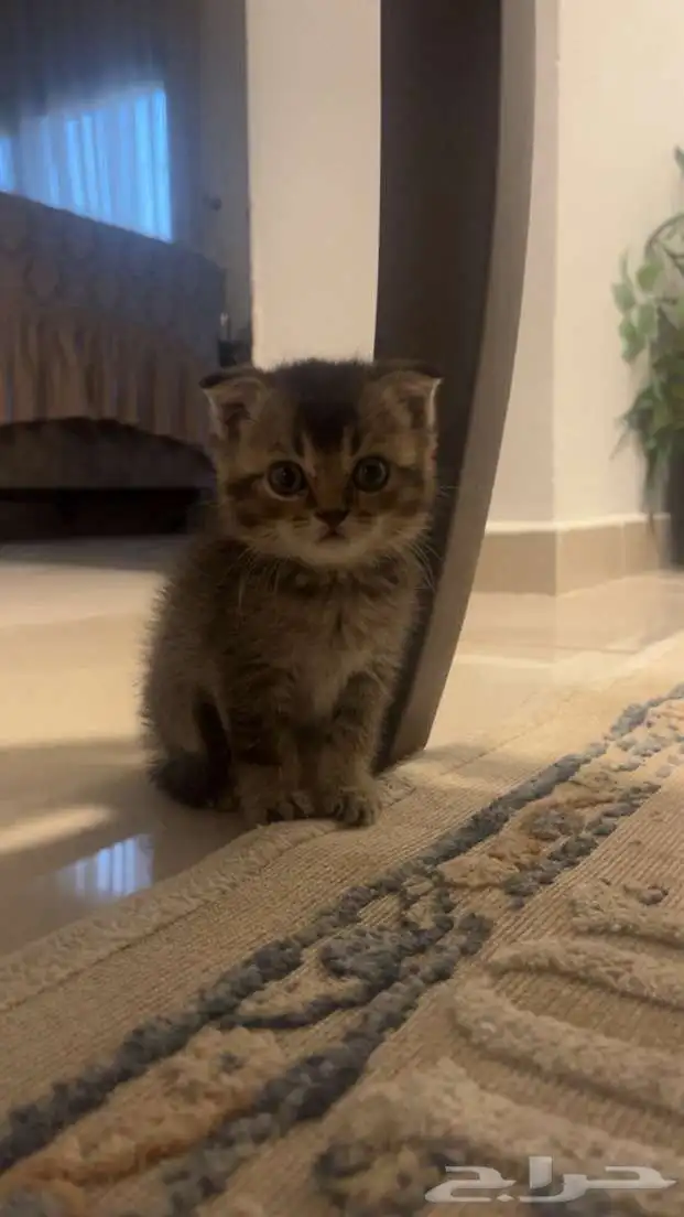 قط سكوتش فولد مهجن 2