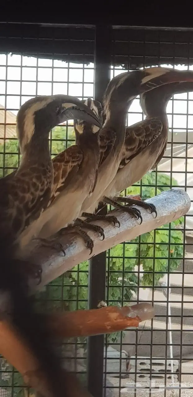 طيور المعول 1