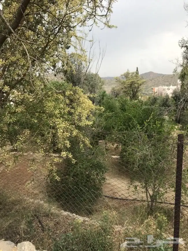 مزرعه في الشفا منطقه منتجعات 1