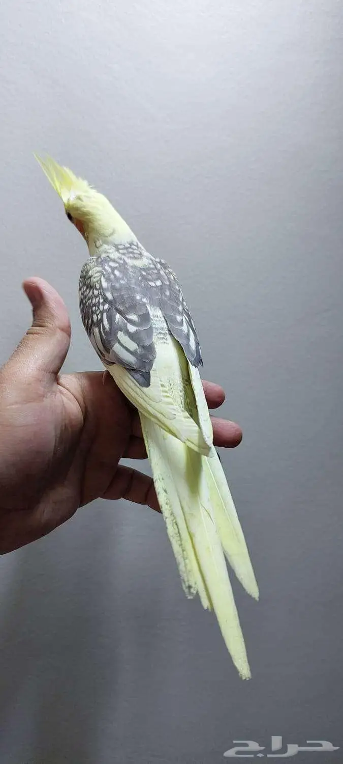 فرخ كروان مكتف 2