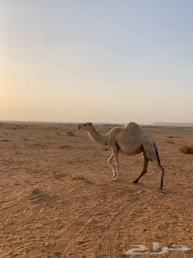 عشرا تماميه ولقحه رمانيه للبيع 1