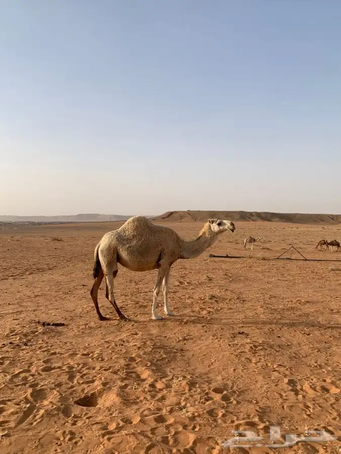 عشرا تماميه ولقحه رمانيه للبيع 2