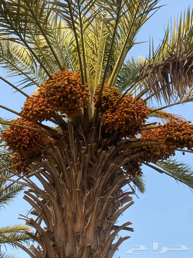 محصول تمر اخلاص سنه 1447 1
