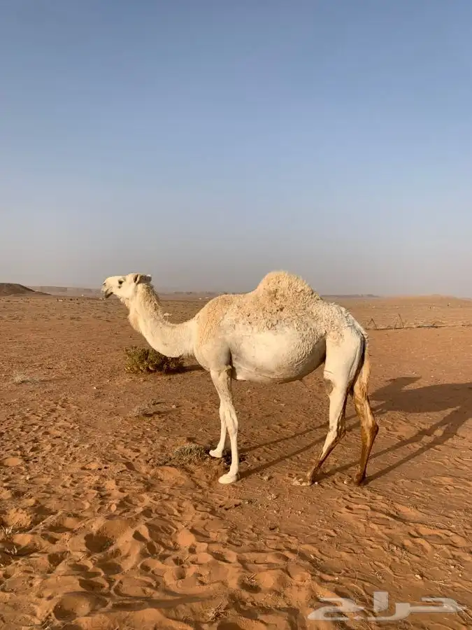 عشرا تماميه ولقحه رمانيه للبيع 5