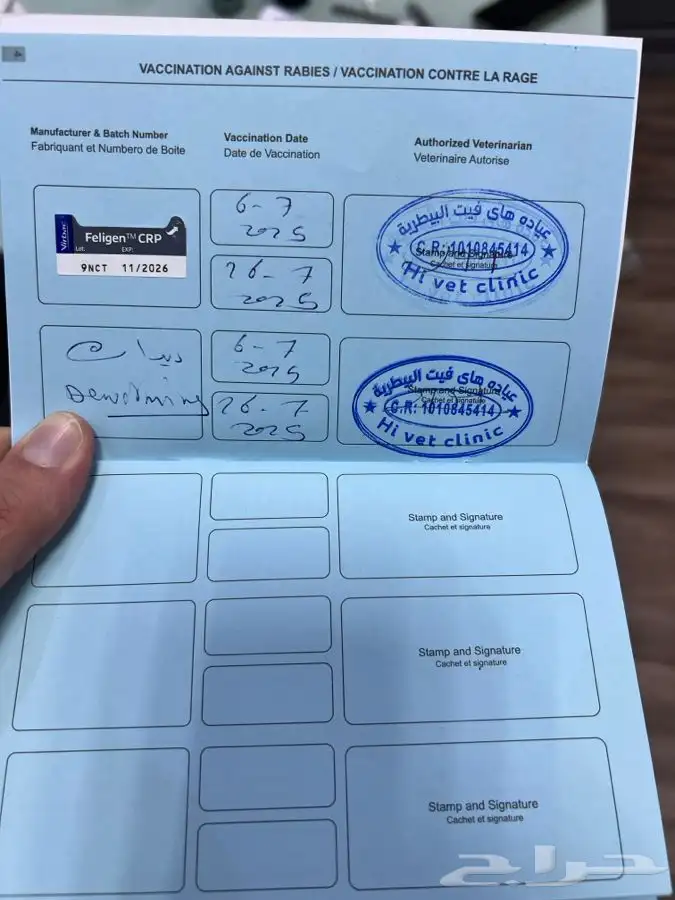 قط كيتن مطعم للتبني 12