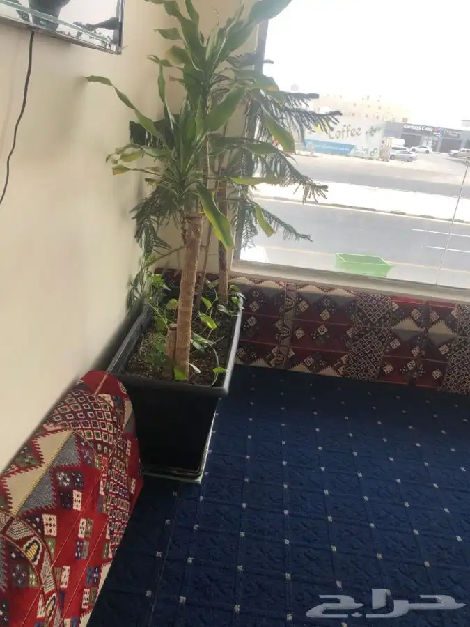 اشجار زينه داخليه طبيعيه للمقاهي للمطاعم للبيوت 6