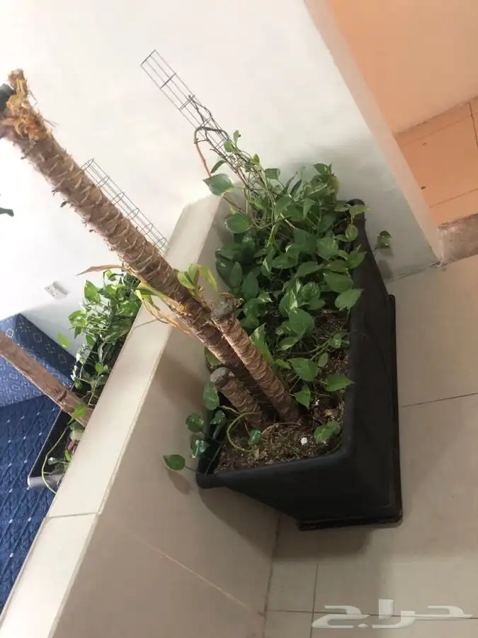 اشجار زينه داخليه طبيعيه للمقاهي للمطاعم للبيوت 11