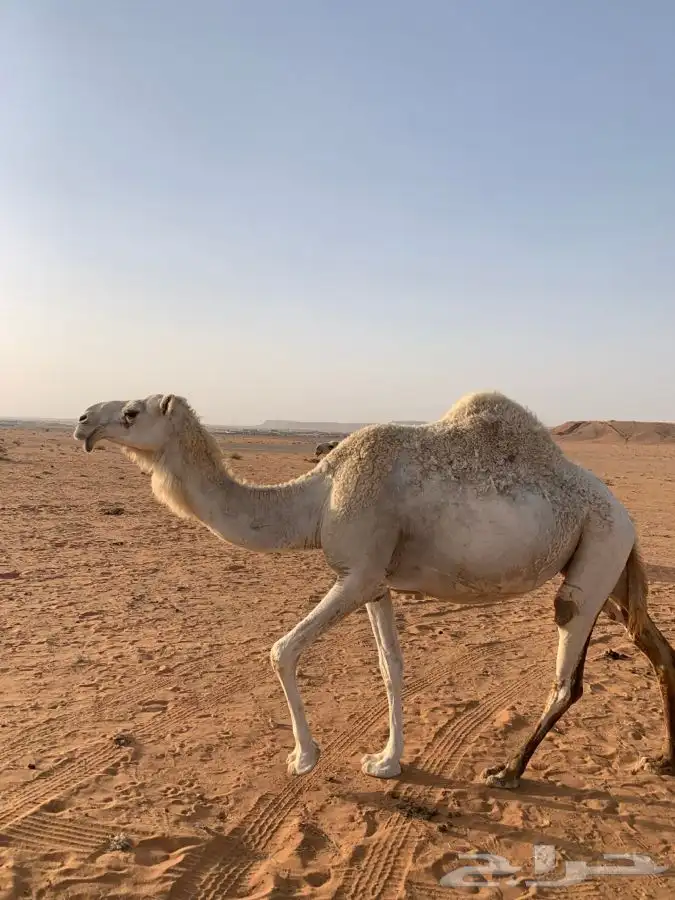 عشرا تماميه ولقحه رمانيه للبيع 8