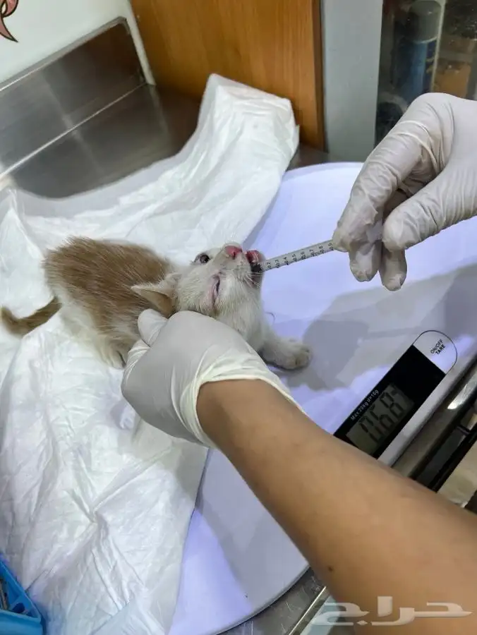 قط كيتن مطعم للتبني 10