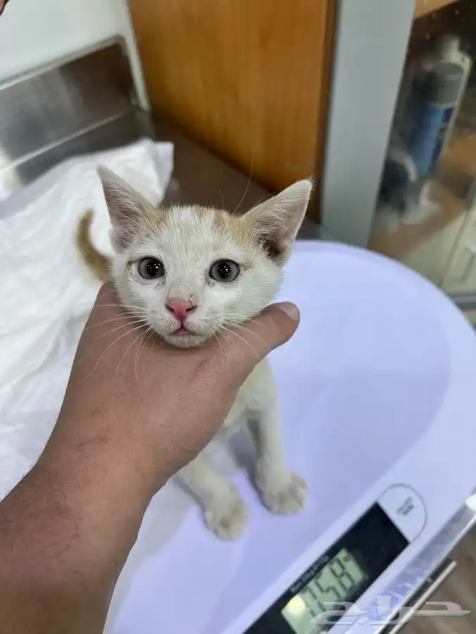 قط كيتن مطعم للتبني 13