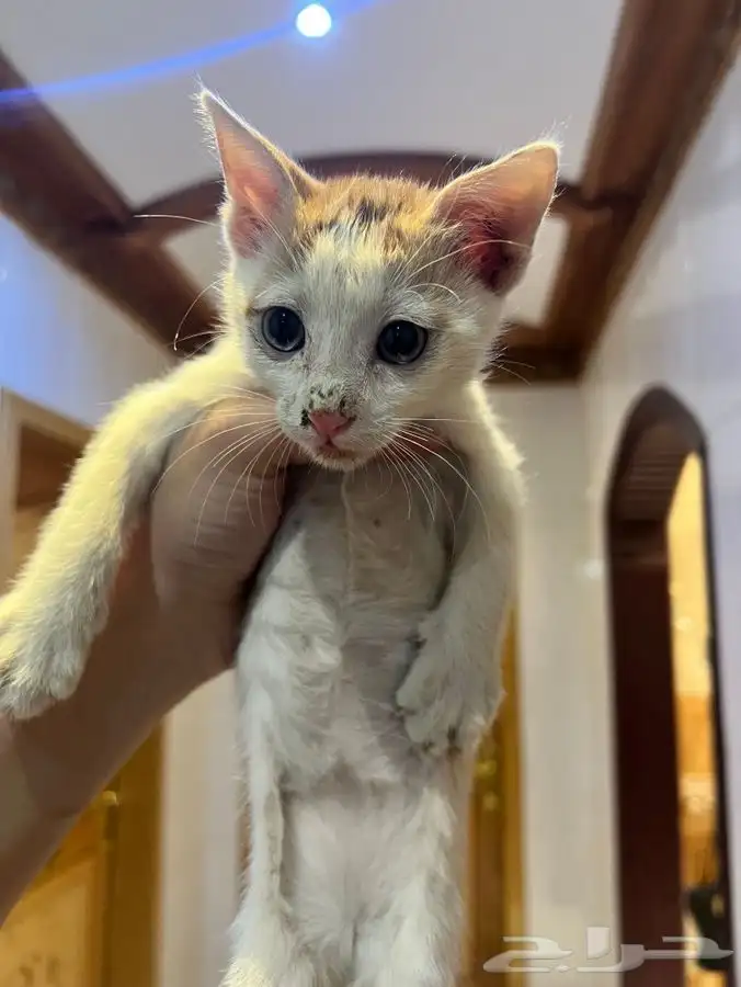 قط كيتن مطعم للتبني 1