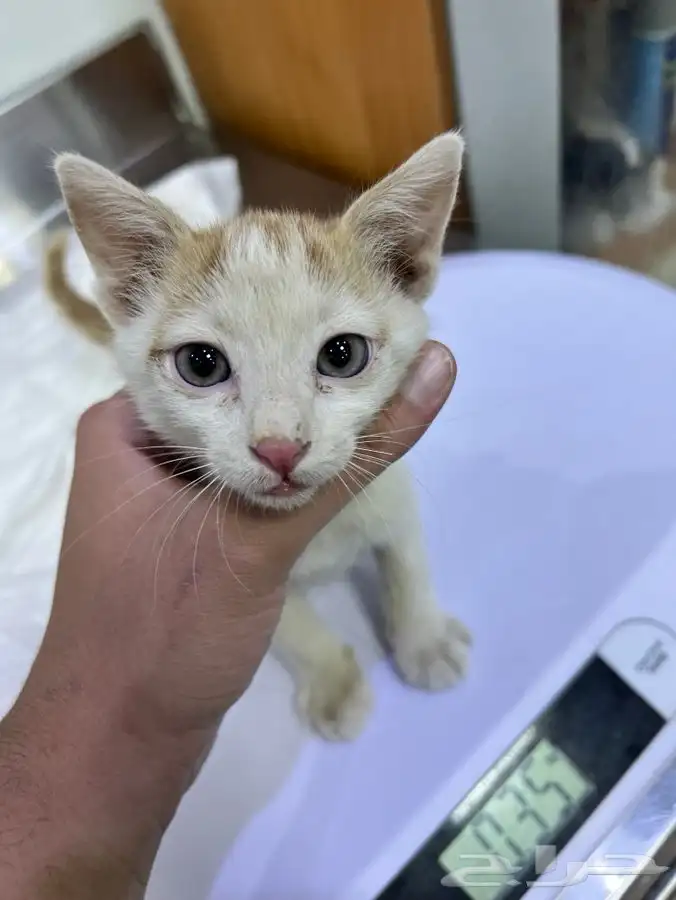 قط كيتن مطعم للتبني 9