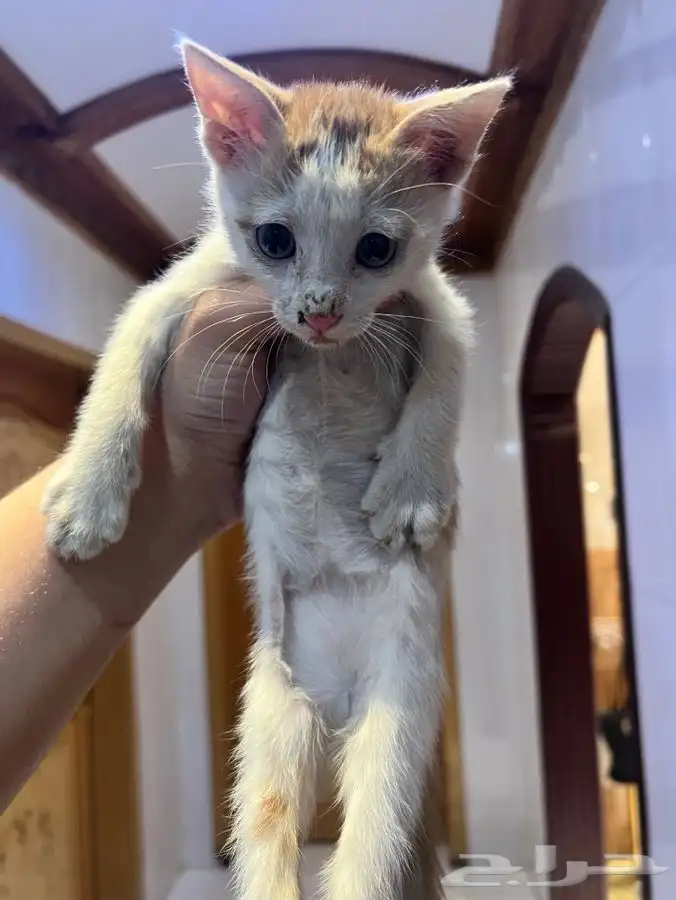 قط كيتن مطعم للتبني 2