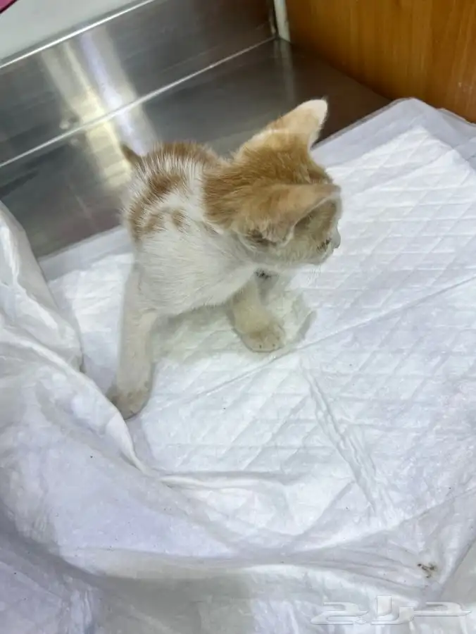 قط كيتن مطعم للتبني 8