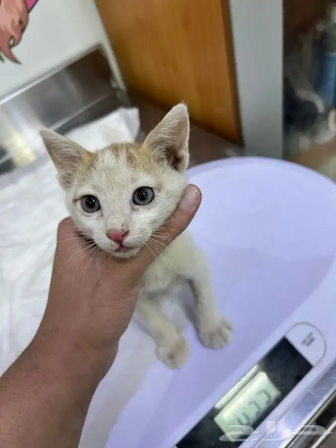 قط كيتن مطعم للتبني 14