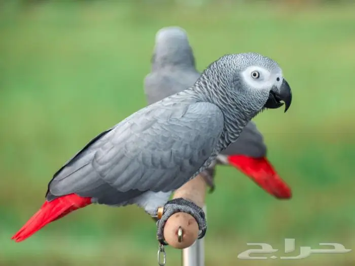 مطلوب ببغاء 2