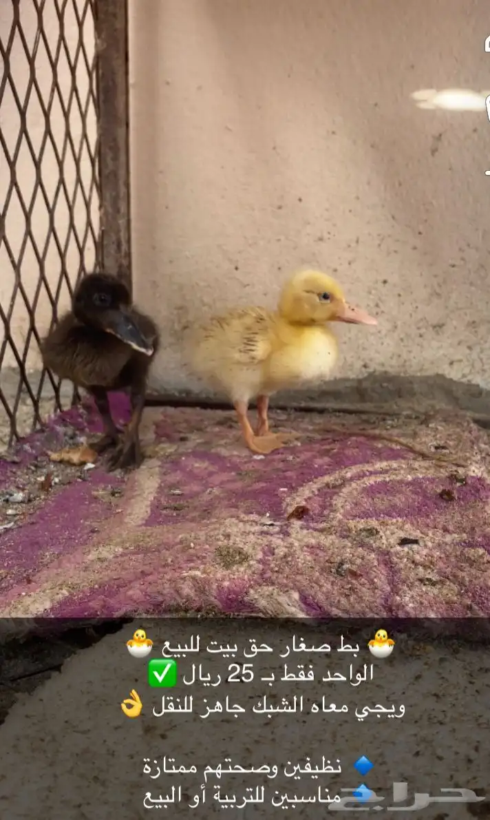 بط مربى 0