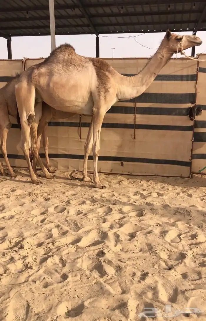 خلفه كفو تحتها قعود ابيه سمحون العطيه للبيع هجن 0