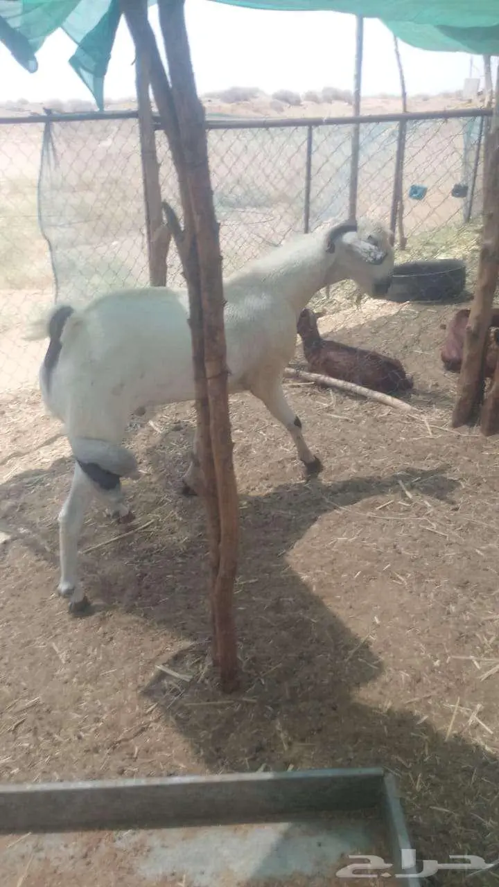 تيس فحل بيشي 0