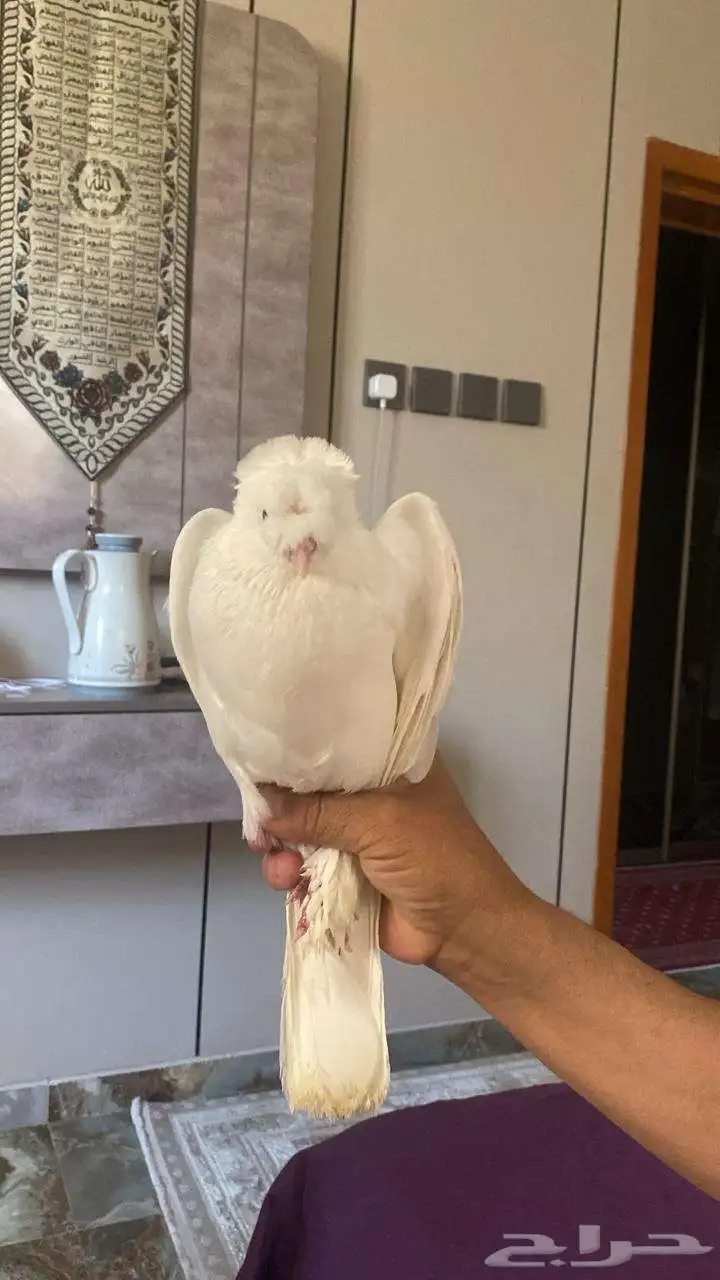 حمام للبيع النوعع بخاره 0