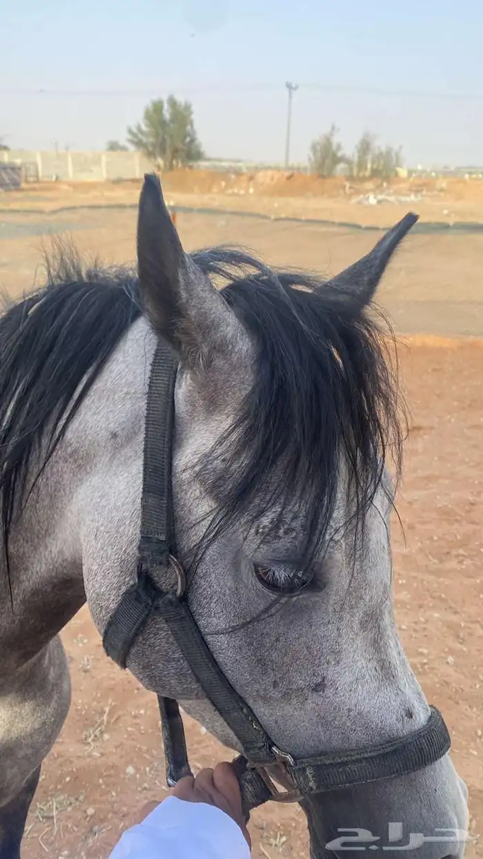 خيل 0