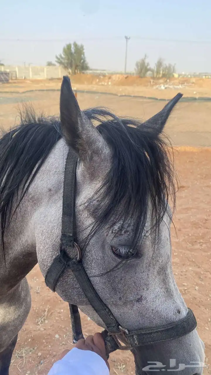 خيل 0