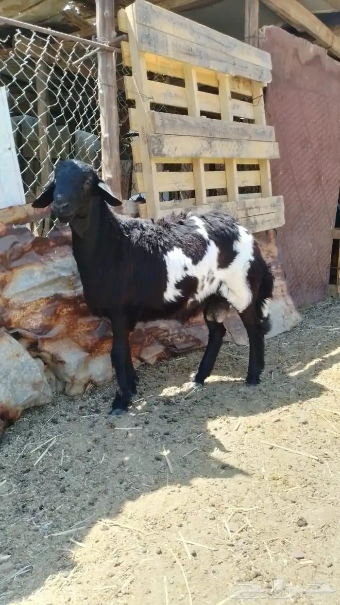 طلي ابوه سواكن والام حريه 1