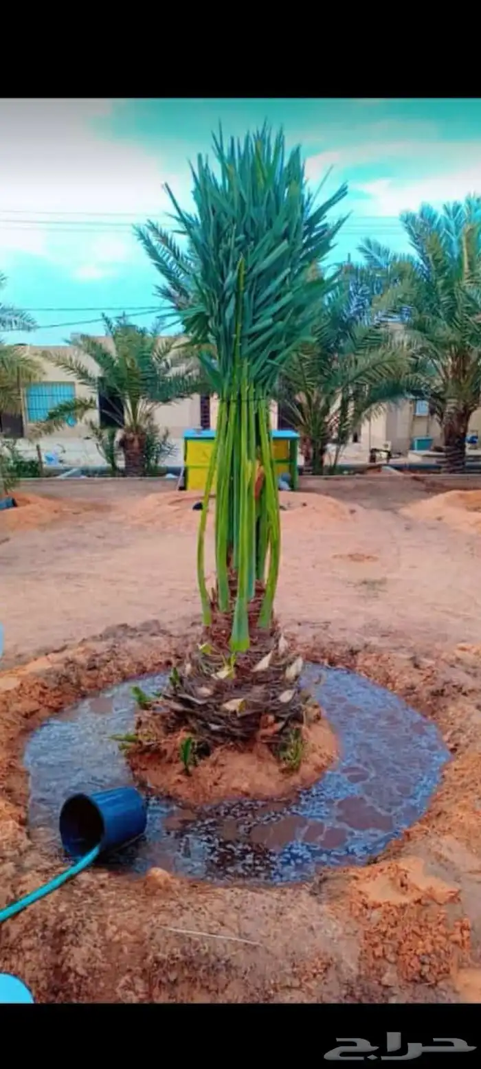 يوجد لديناء جميع آنواع النخيل 13