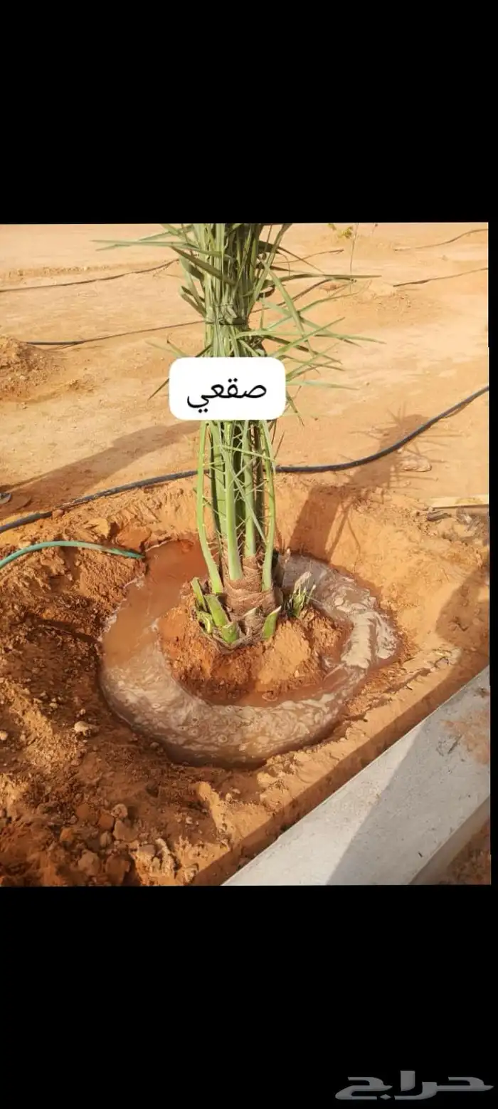 يوجد لديناء جميع آنواع النخيل 14