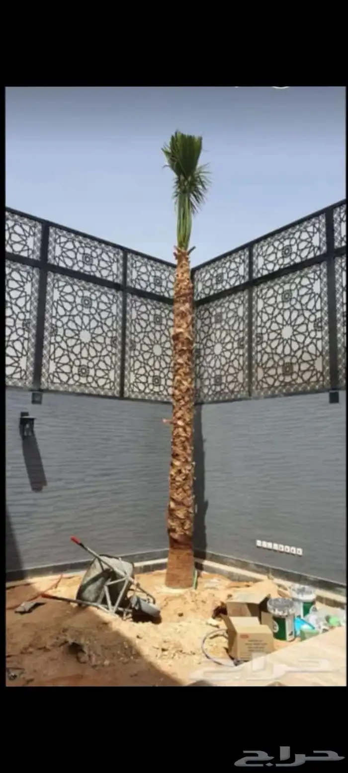 يوجد لديناء جميع آنواع النخيل 19