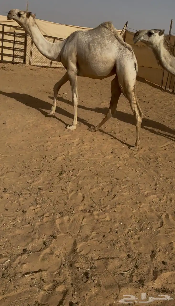 بكار مفرودة وحقة 0