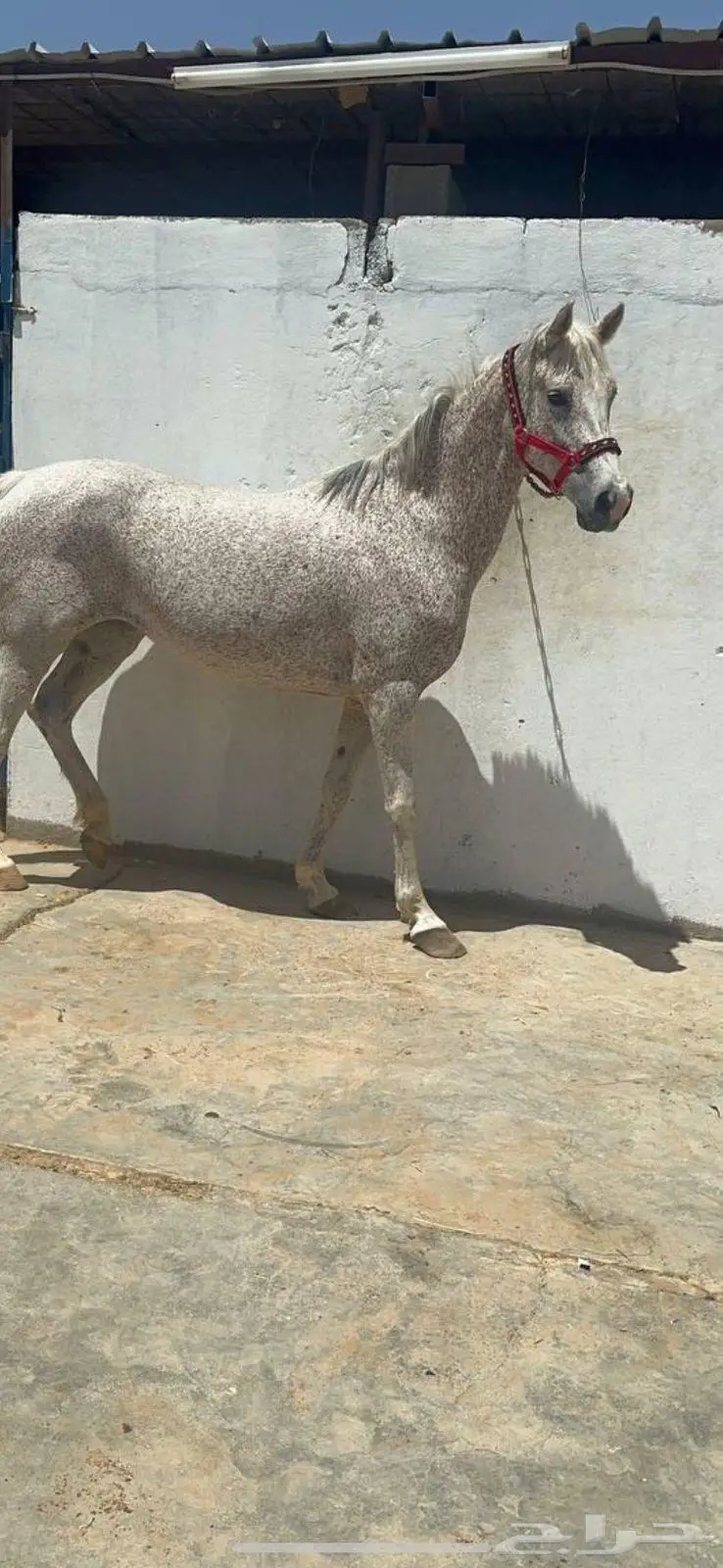 فرس شعبية 2