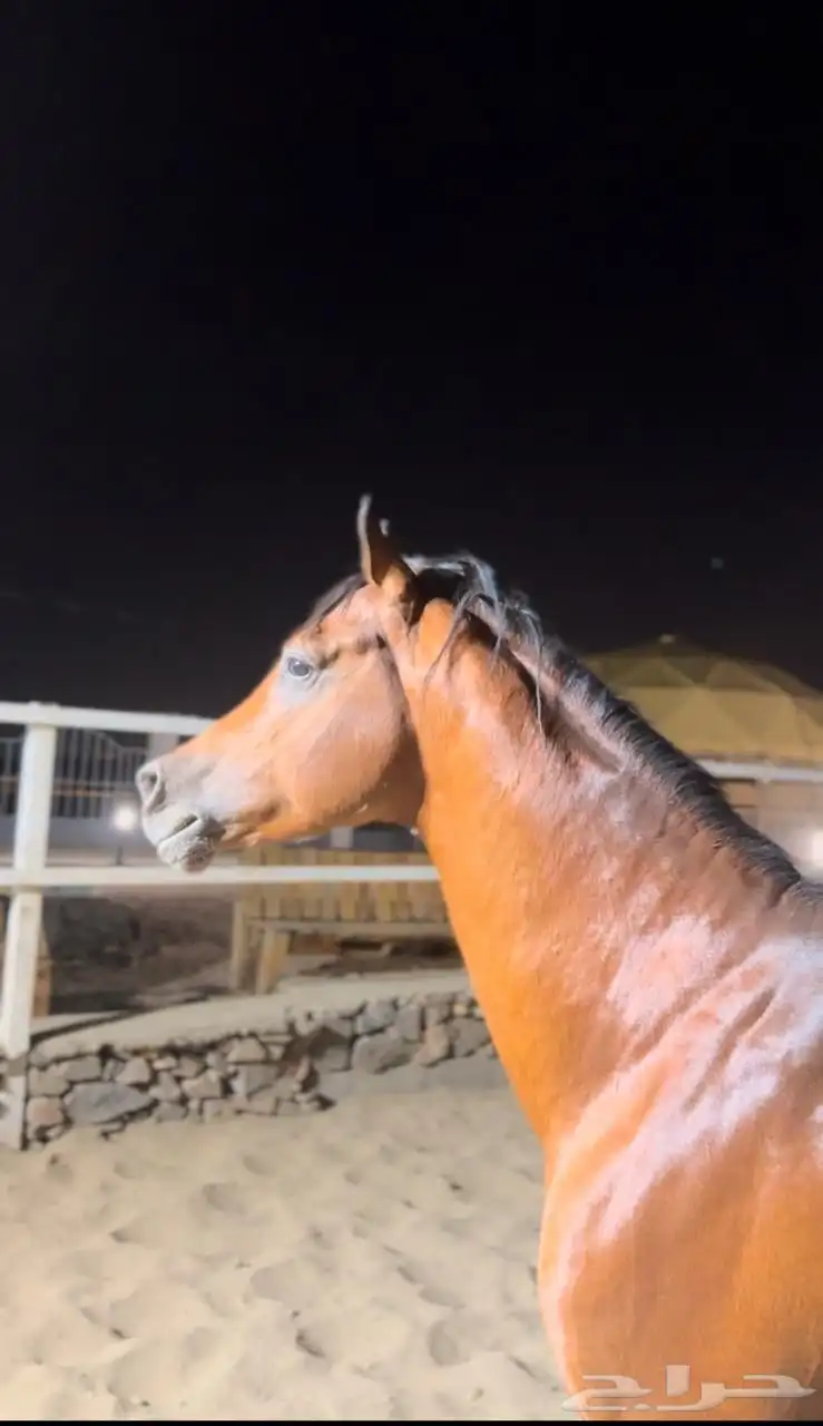حصان خيل واهو ورق 5