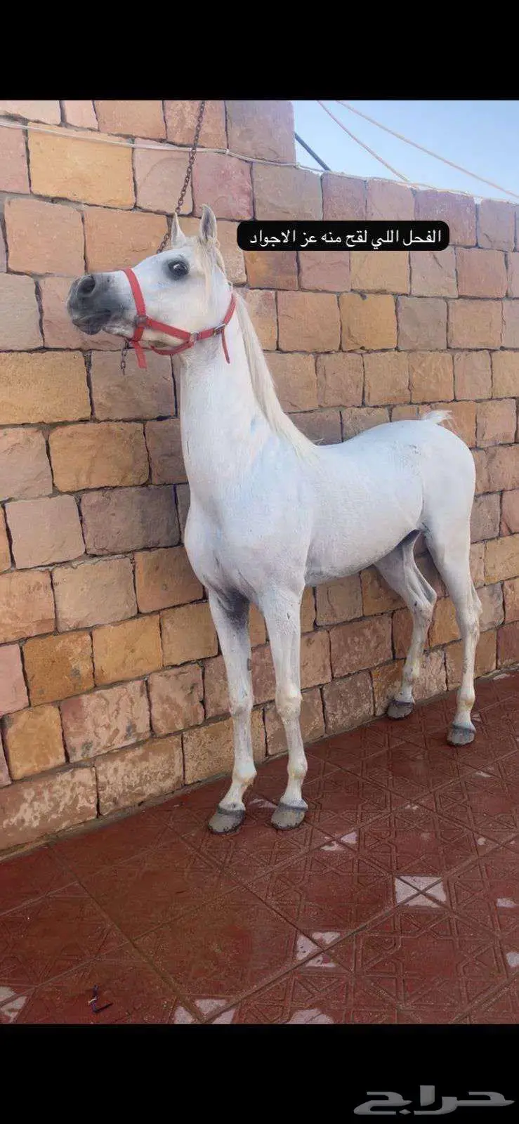 فرس شعبية 3