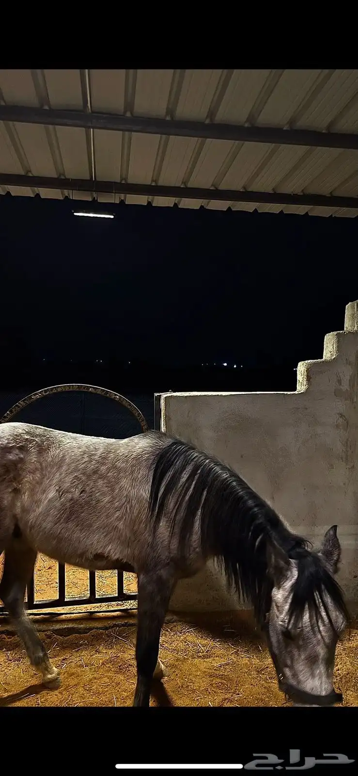 خيل 4