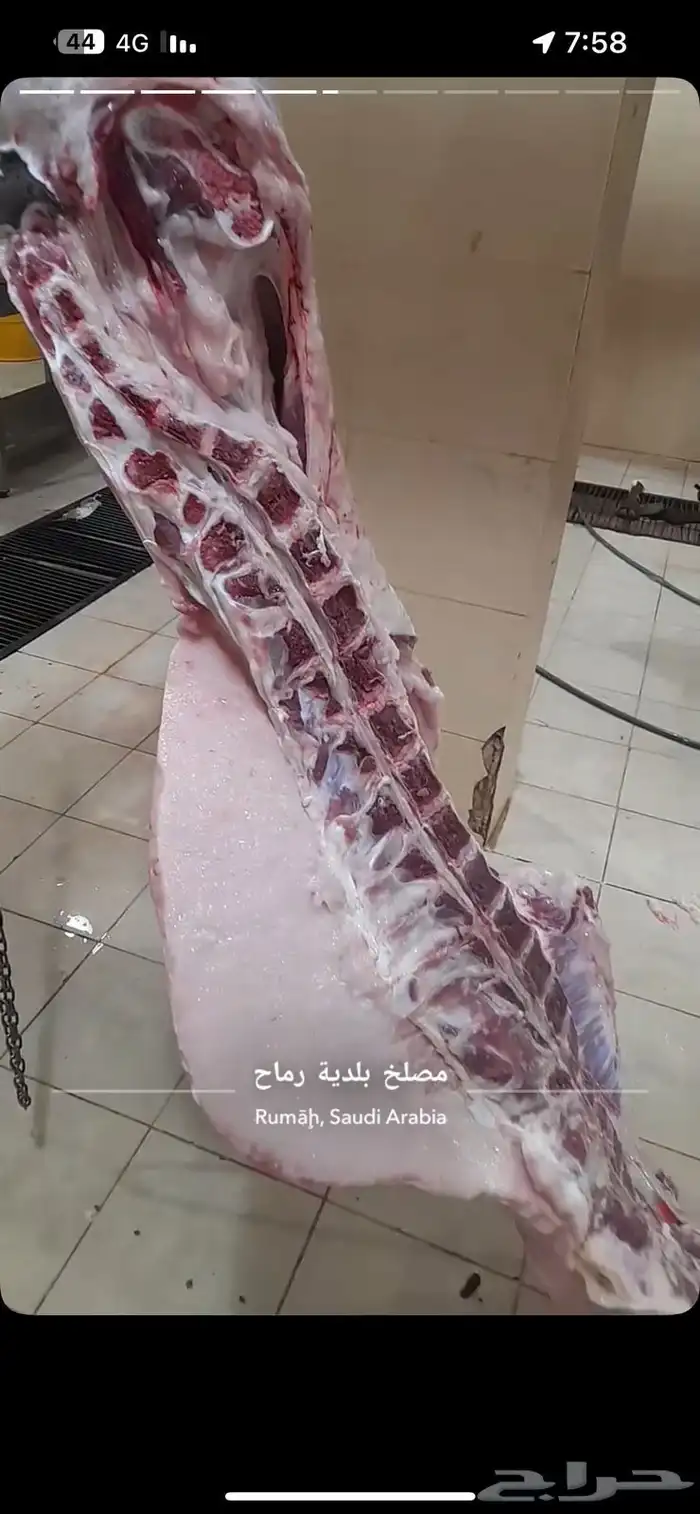 حشوان للبيع 1